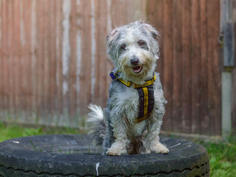 Jack Russell for adoption in Kenilworth, Warks – 4 years old - Image 5 of 9