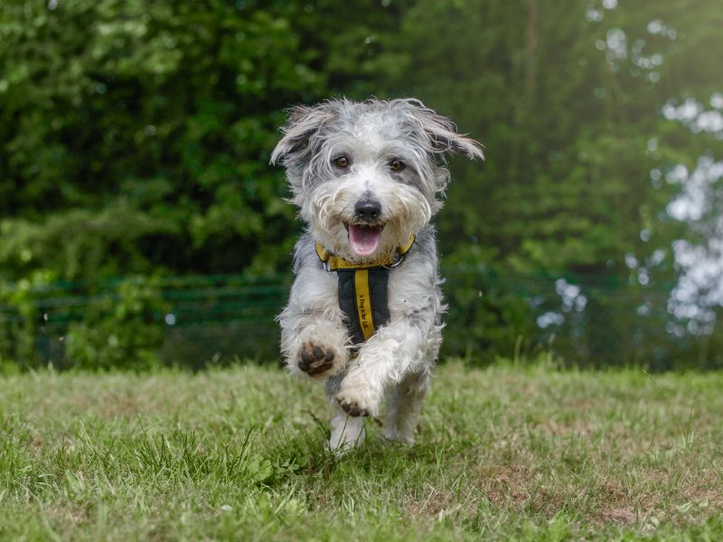 Jack Russell for adoption in Kenilworth, Warks – 4 years old - Image 4 of 9