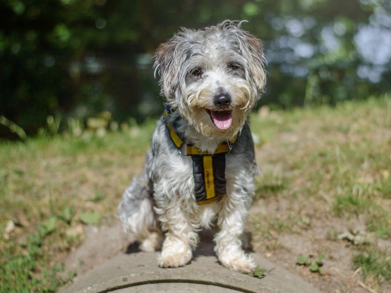 Jack Russell for adoption in Kenilworth, Warks – 4 years old - Image 7 of 9