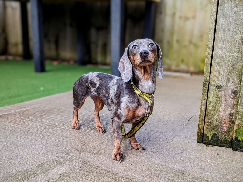 Dachshund for adoption in Cardiff, Glamorgan – 3 years old - Image 3 of 4