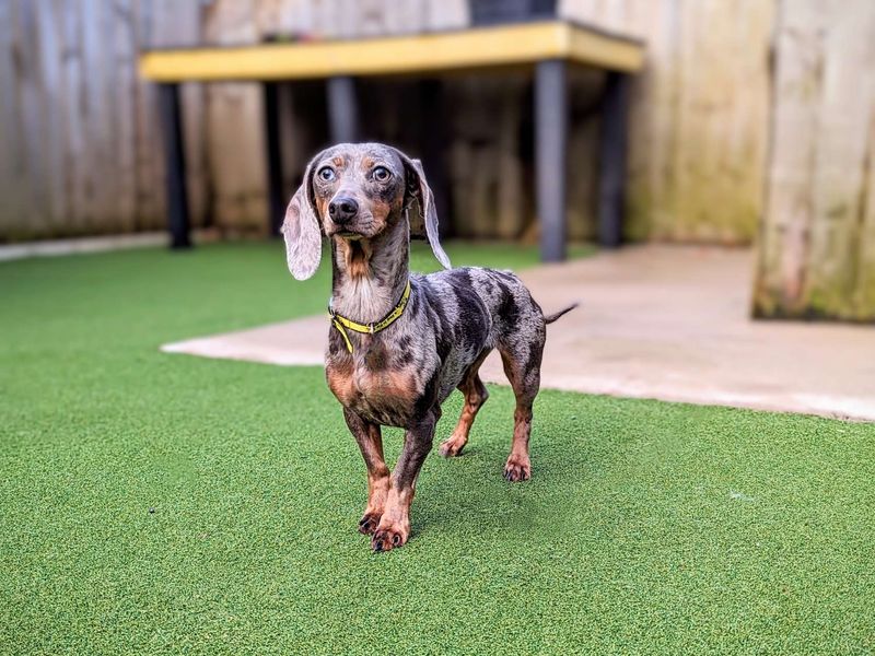 Dachshund for adoption in Cardiff, Glamorgan – 3 years old - Image 4 of 4