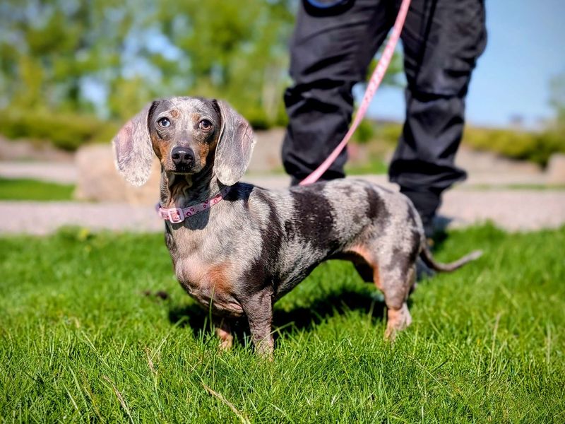 Dachshund for adoption in Cardiff, Glamorgan – 3 years old - Image 2 of 4