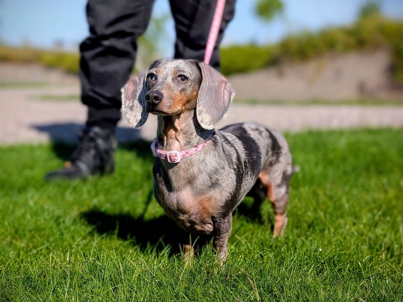 Dachshund for adoption in Cardiff, Glamorgan – 3 years old