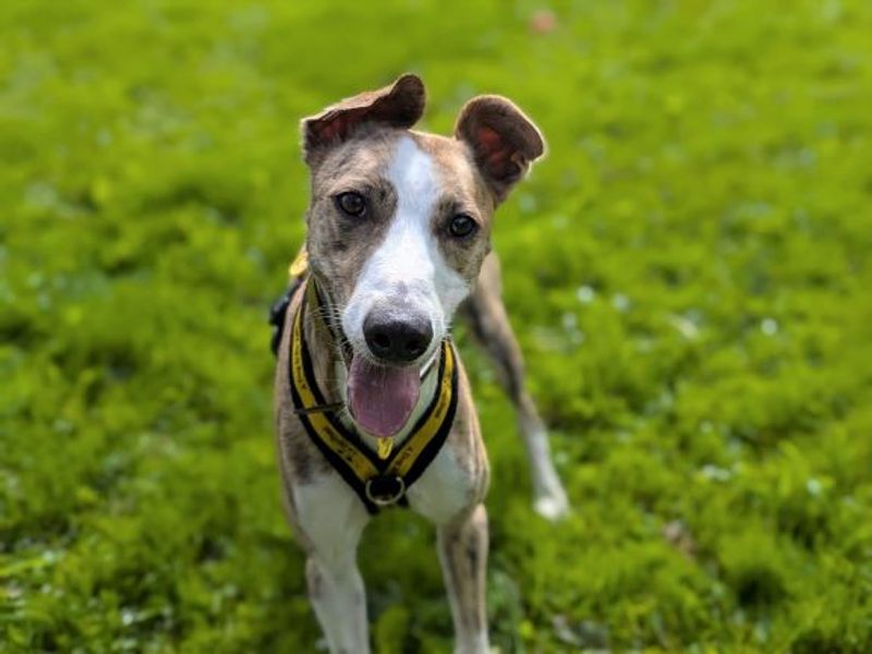 Logan Longlegs | Lurcher | West Calder (Edinburgh) - 1
