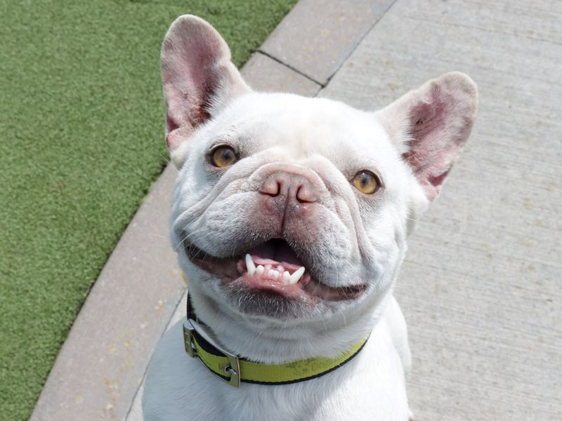 French Bulldog for adoption in Evesham, Worcestershire – 4 years old - Image 4 of 6