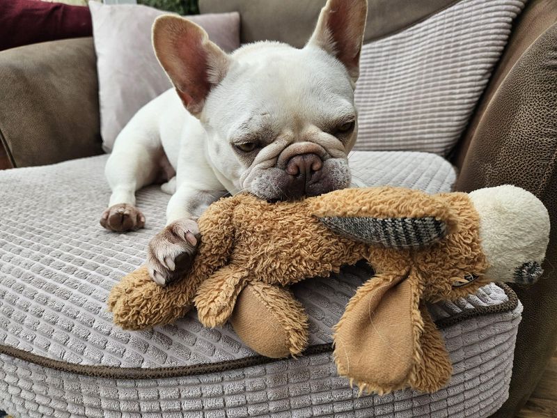 French Bulldog for adoption in Evesham, Worcestershire – 4 years old - Image 1 of 6