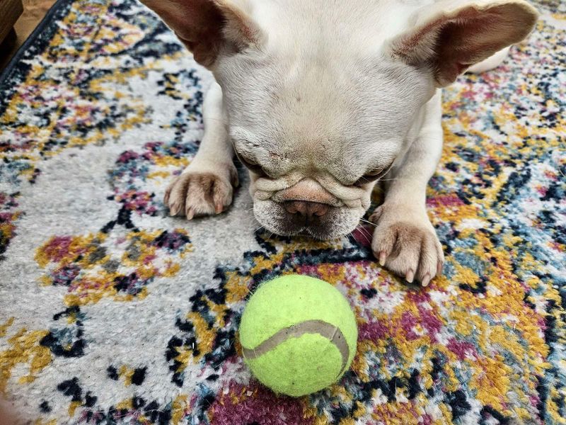 French Bulldog for adoption in Evesham, Worcestershire – 4 years old - Image 6 of 6