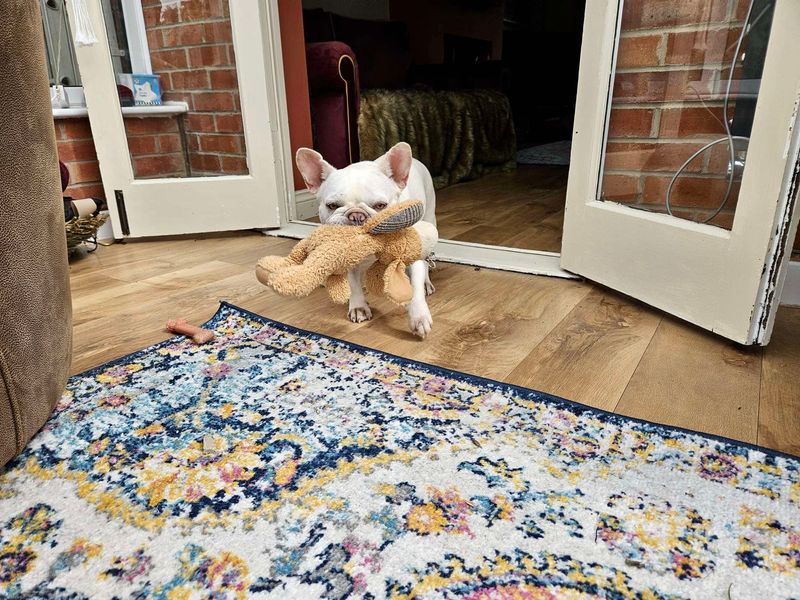 French Bulldog for adoption in Evesham, Worcestershire – 4 years old - Image 2 of 6