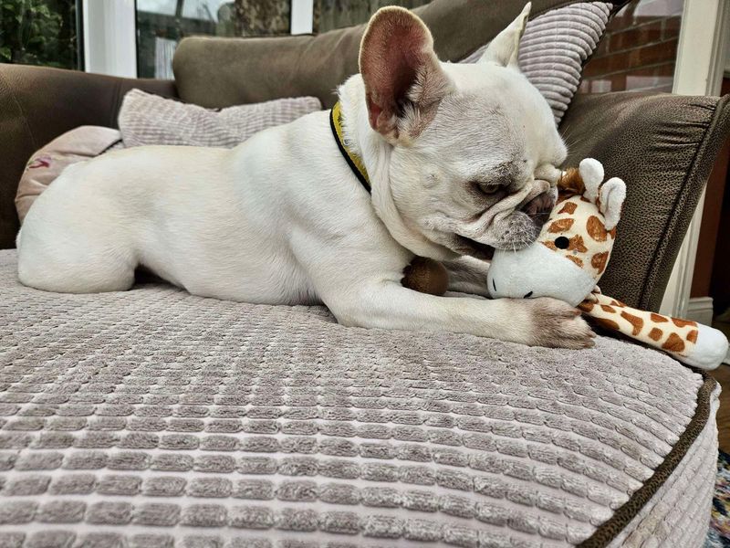 French Bulldog for adoption in Evesham, Worcestershire – 4 years old - Image 5 of 6