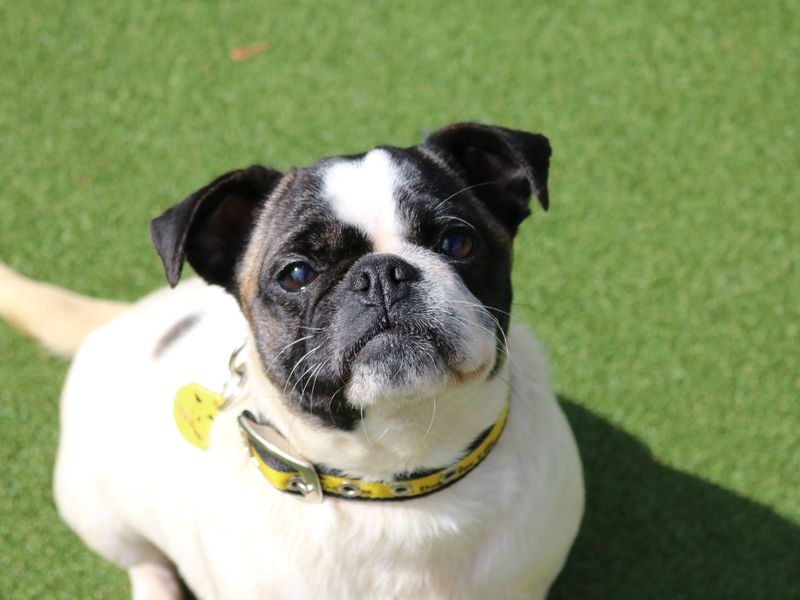 New dog listed for rescue at the Dogs Trust - Glasgow - Freda