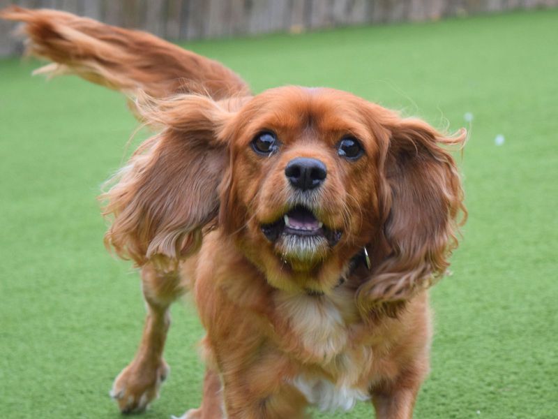 Cavalier King Charles Spaniel for adoption in Uxbridge, Greater London – 7 years old - Image 3 of 3