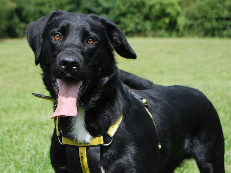 German Shepherd for adoption in Newbury, Berks – 3 years old - Image 7 of 7