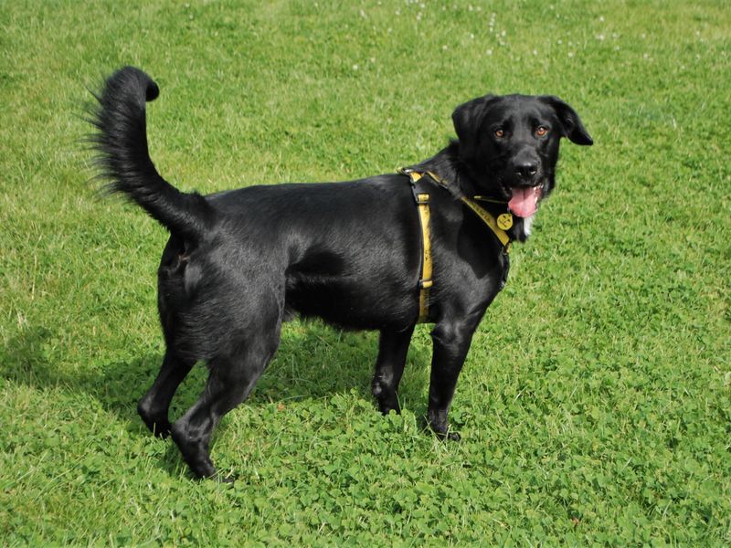 German Shepherd for adoption in Newbury, Berks – 3 years old - Image 4 of 7