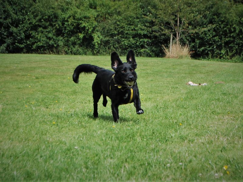 German Shepherd for adoption in Newbury, Berks – 3 years old - Image 5 of 7