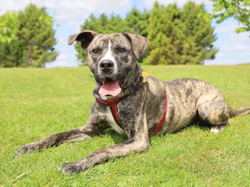 Tequila | Terrier (Staffordshire Bull) Cross | Leeds - 1