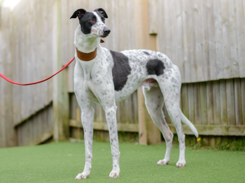 Otto for sale in Kenilworth, Warks - Image 4