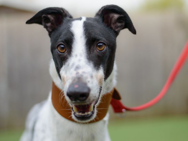 Greyhound for adoption in Kenilworth, Warks – 4 years old - Image 3 of 4