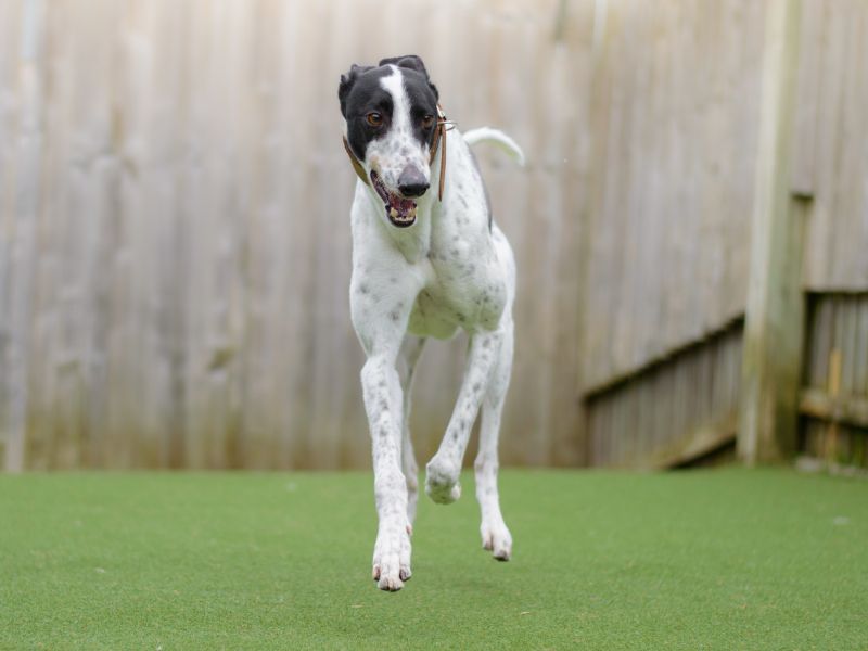 Otto for sale in Kenilworth, Warks - Image 2