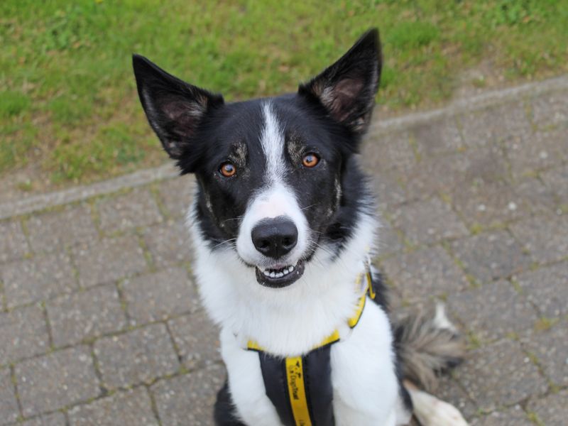 Border Collie for adoption in Wickford, Essex – 2 years old - Image 6 of 9