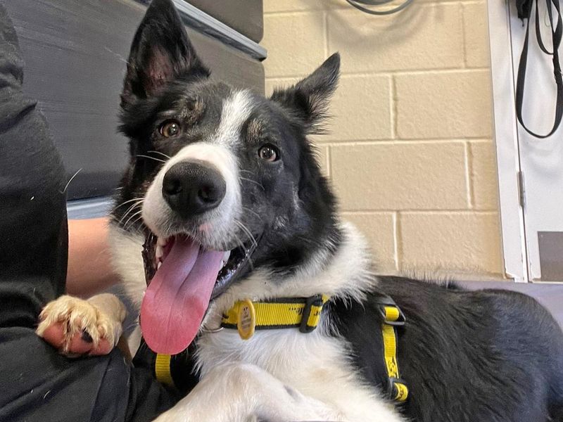 Border Collie for adoption in Wickford, Essex – 2 years old - Image 8 of 9