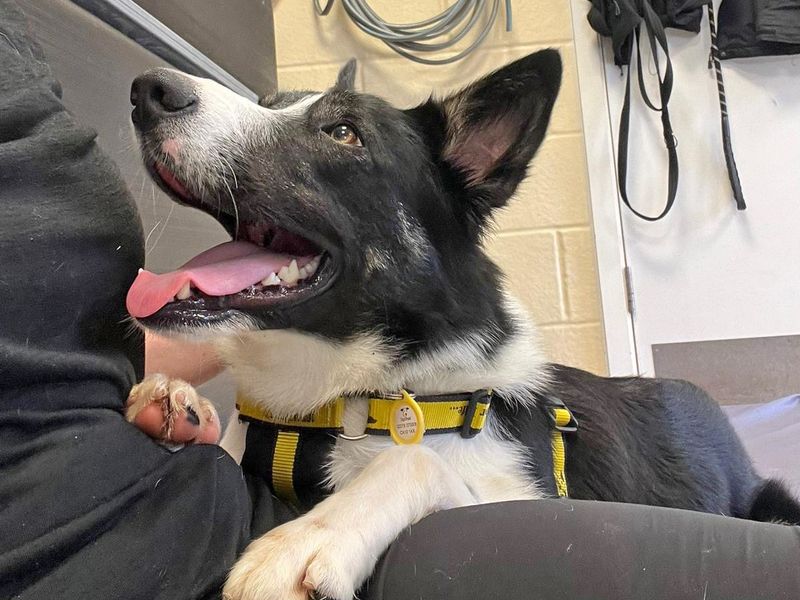 Border Collie for adoption in Wickford, Essex – 2 years old - Image 9 of 9