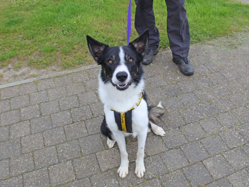 Border Collie for adoption in Wickford, Essex – 2 years old - Image 2 of 9