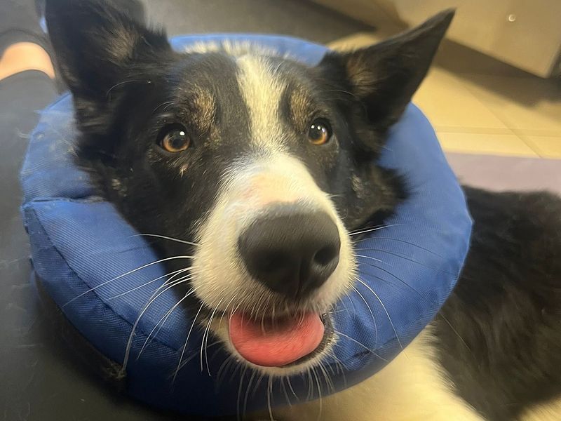 Border Collie for adoption in Wickford, Essex – 2 years old - Image 4 of 9