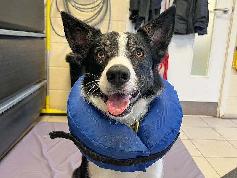 Border Collie for adoption in Wickford, Essex – 2 years old - Image 3 of 9