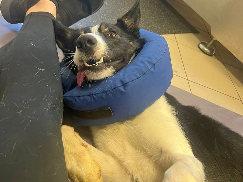 Border Collie for adoption in Wickford, Essex – 2 years old - Image 7 of 9