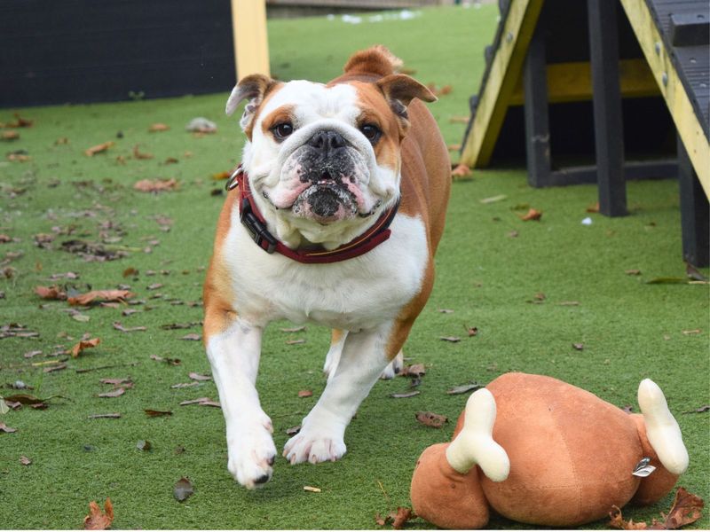 English Bulldog for adoption in Uxbridge, London – 4 years old - Image 1 of 3