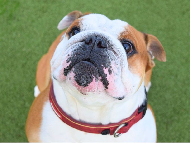 English Bulldog for adoption in Uxbridge, London – 4 years old - Image 2 of 3