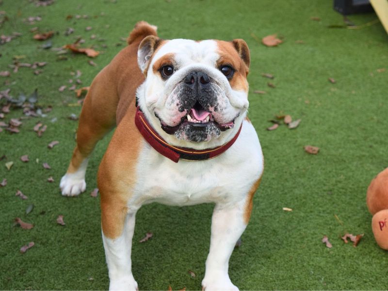 English Bulldog for adoption in Uxbridge, London – 4 years old - Image 3 of 3