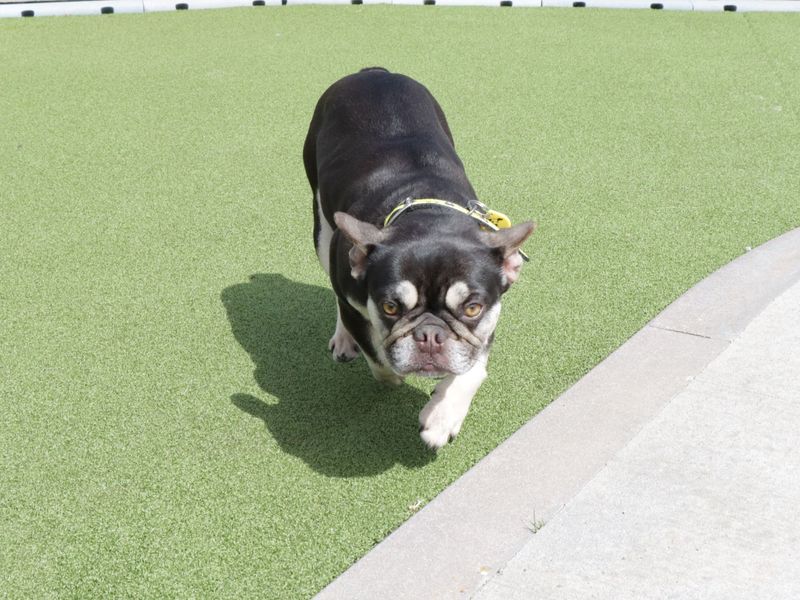 Coco for sale in Evesham, Worcestershire
