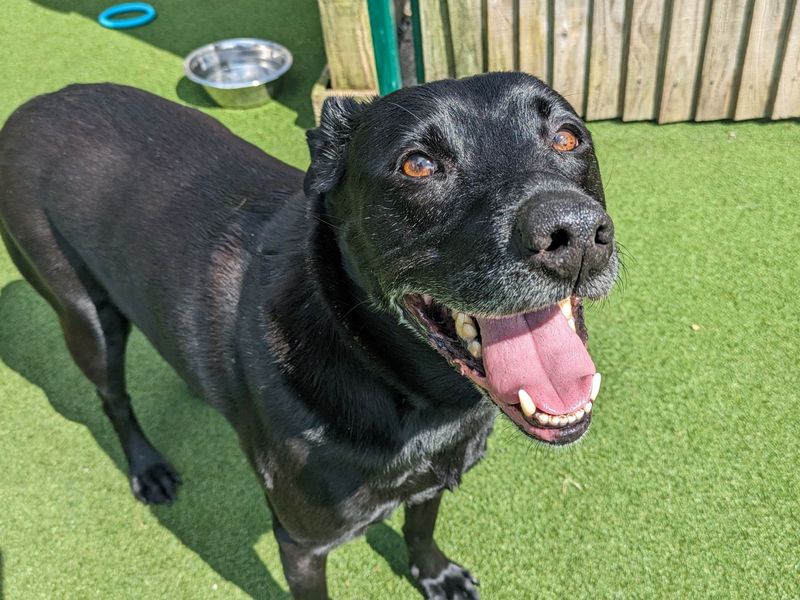 Mylo | Retriever (Labrador) Cross | Glasgow - 1