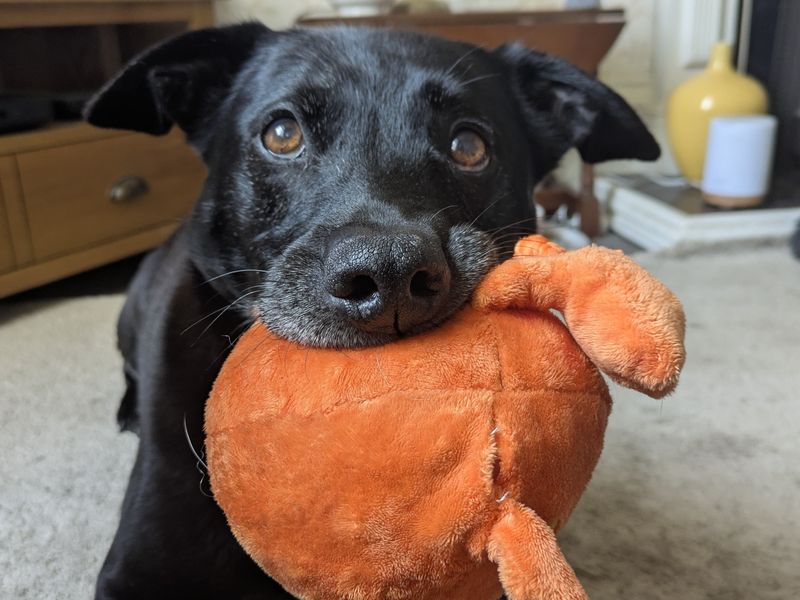 Mylo | Retriever (Labrador) Cross | Glasgow - 1