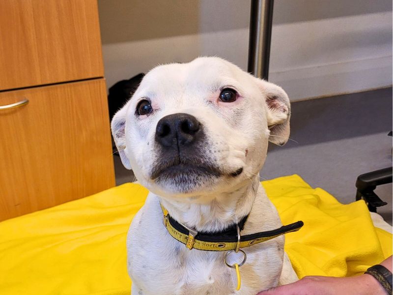 Staffordshire Bull Terrier for adoption in Newton Tony, Wiltshire – 11 years old