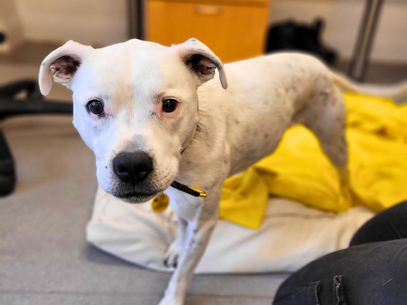 Staffordshire Bull Terrier for adoption in Newton Tony, Wiltshire – 11 years old - Image 2 of 3