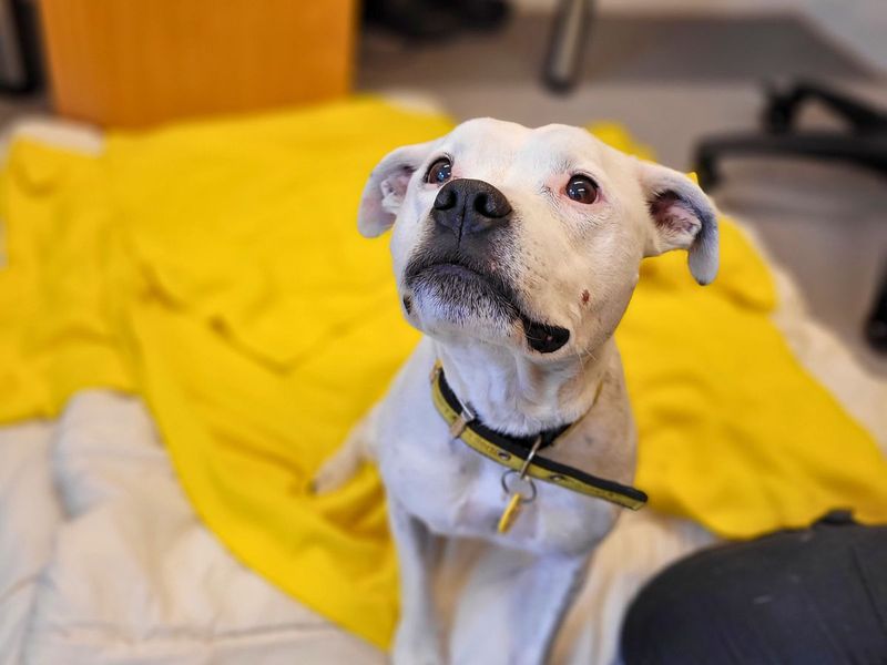 Staffordshire Bull Terrier for adoption in Newton Tony, Wiltshire – 11 years old - Image 3 of 3