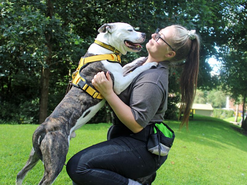 Staffordshire Bull Terrier for adoption in Liverpool, Merseyside – 6 years old - Image 2 of 6