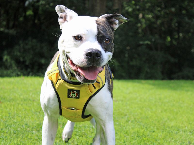 Staffordshire Bull Terrier for adoption in Liverpool, Merseyside – 6 years old - Image 3 of 6
