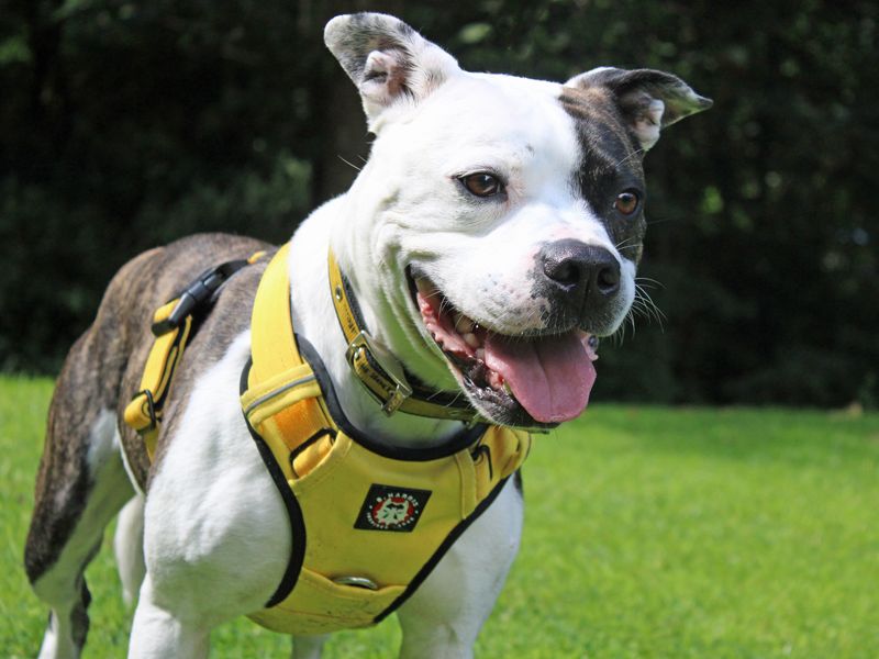 Staffordshire Bull Terrier for adoption in Liverpool, Merseyside – 6 years old - Image 4 of 6