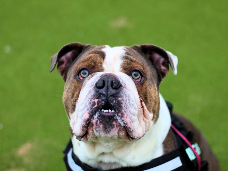 Winston for sale in Manchester, Greater Manchester