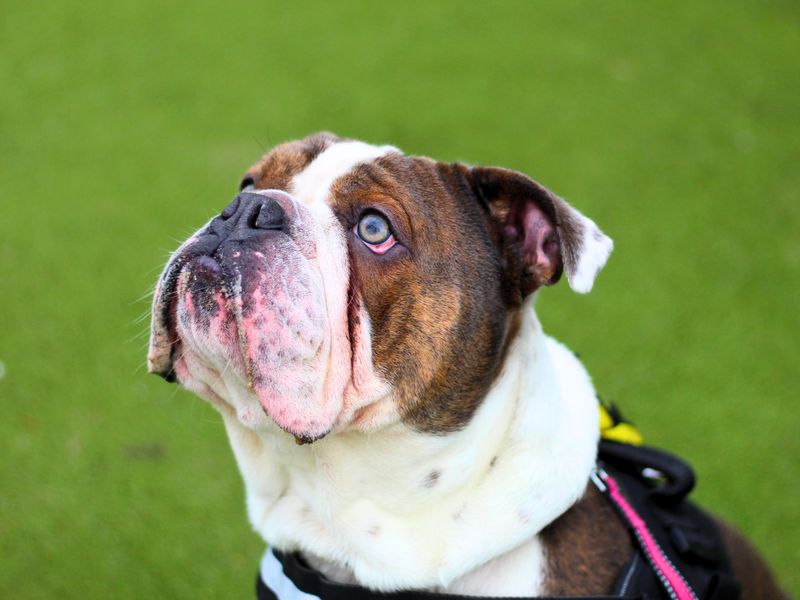 English Bulldog for adoption in Manchester, Greater Manchester – 2 years old - Image 5 of 5