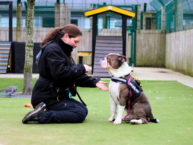 Winston for sale in Manchester, Greater Manchester | Image 2