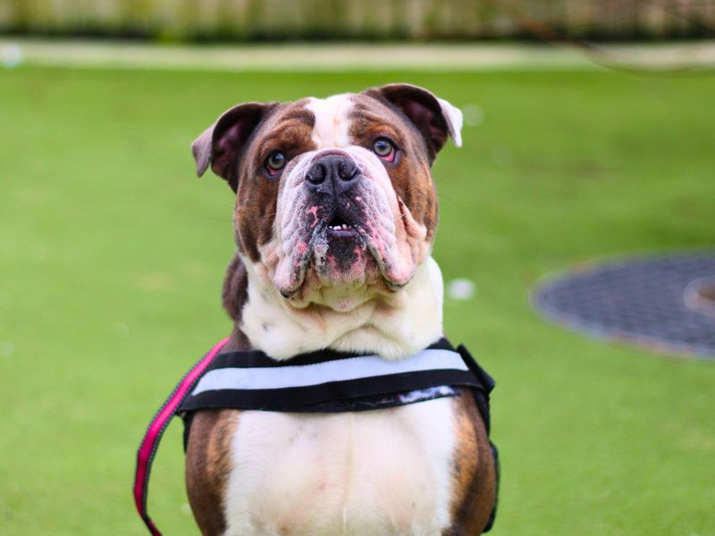 Winston for sale in Manchester, Greater Manchester | Image 4