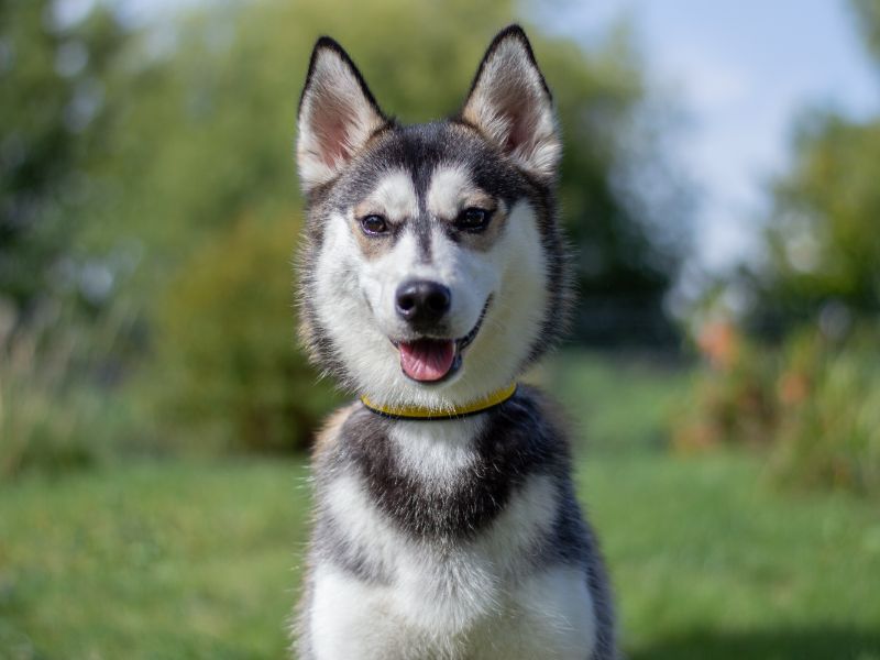 Skylar for sale in Kenilworth, Warks