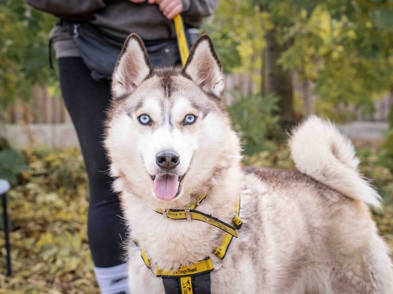 Siberian Husky for adoption in Wymeswold, Leicestershire – 2 years old - Image 2 of 5