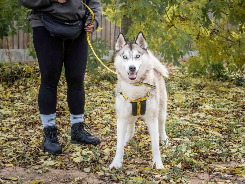 Siberian Husky for adoption in Wymeswold, Leicestershire – 2 years old - Image 4 of 5
