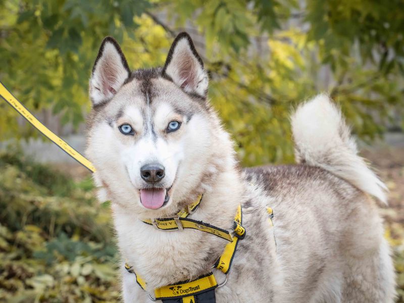 Siberian Husky for adoption in Wymeswold, Leicestershire – 2 years old