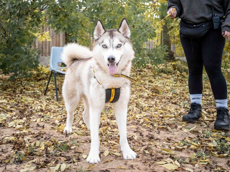 Siberian Husky for adoption in Wymeswold, Leicestershire – 2 years old - Image 3 of 5